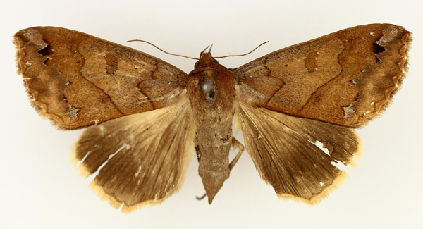 /filer/webapps/moths/media/images/M/maculata_Ophiusa_AF_TMSA_04.jpg