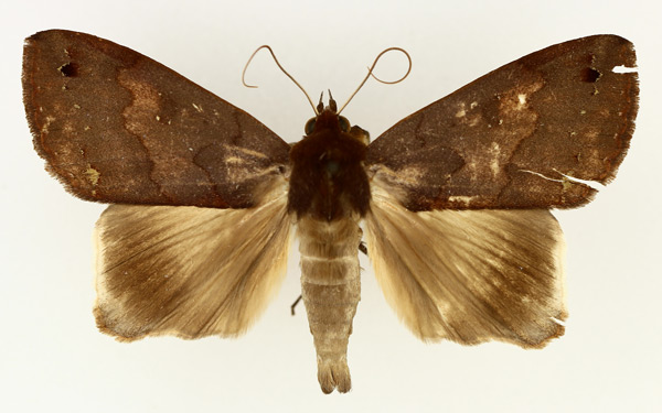 /filer/webapps/moths/media/images/M/maculata_Ophiusa_AM_TMSA.jpg
