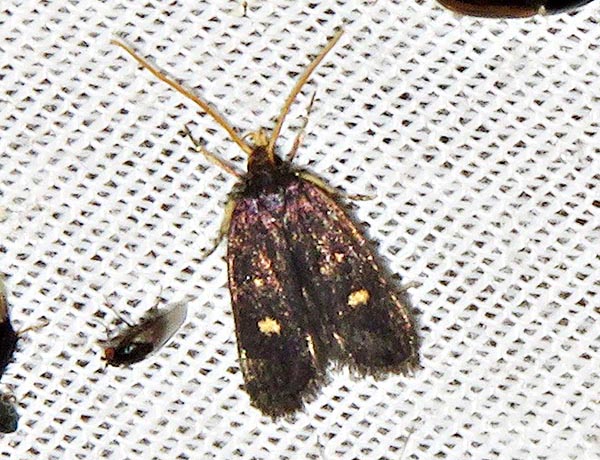 /filer/webapps/moths/media/images/M/maculata_Protolychnis_A_Braun_05.jpg