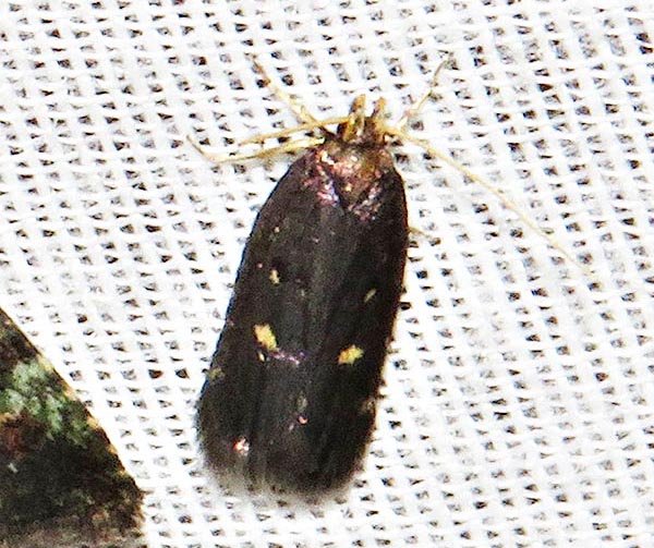 /filer/webapps/moths/media/images/M/maculata_Protolychnis_A_Braun_06.jpg