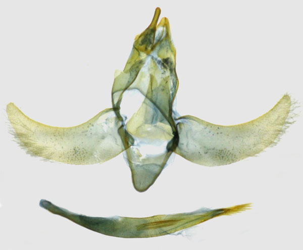 /filer/webapps/moths/media/images/M/maculata_Protolychnis_GM_TMSA_7221.jpg