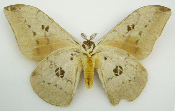/filer/webapps/moths/media/images/M/maculata_Pseudobunaea_HT_NHMUKb.jpg