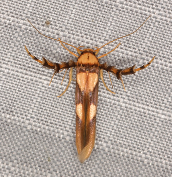 /filer/webapps/moths/media/images/M/maculata_Stathmopoda_A_Heyns_01.jpg