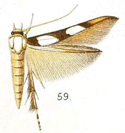 /filer/webapps/moths/media/images/M/maculata_Stathmopoda_HT_Walsingham_6-59.jpg
