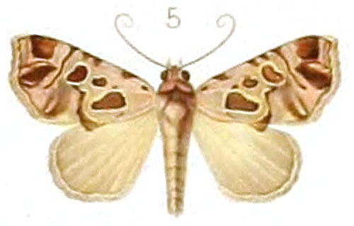 /filer/webapps/moths/media/images/M/maculifera_Acantholipes_HT_Mabille_1-5.jpg