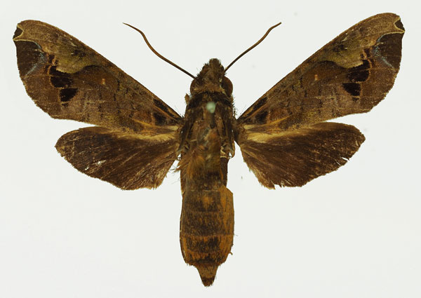 /filer/webapps/moths/media/images/M/maculifera_Antinephele_AF_Basquin.jpg