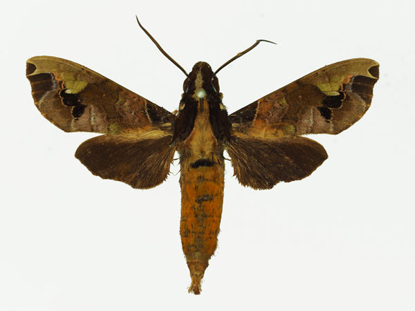 /filer/webapps/moths/media/images/M/maculifera_Antinephele_AM_Basquin_01a.jpg