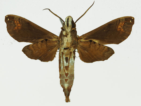 /filer/webapps/moths/media/images/M/maculifera_Antinephele_AM_Basquin_01b.jpg