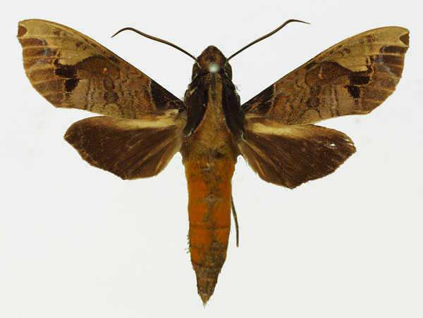 /filer/webapps/moths/media/images/M/maculifera_Antinephele_AM_Basquin_02a.jpg