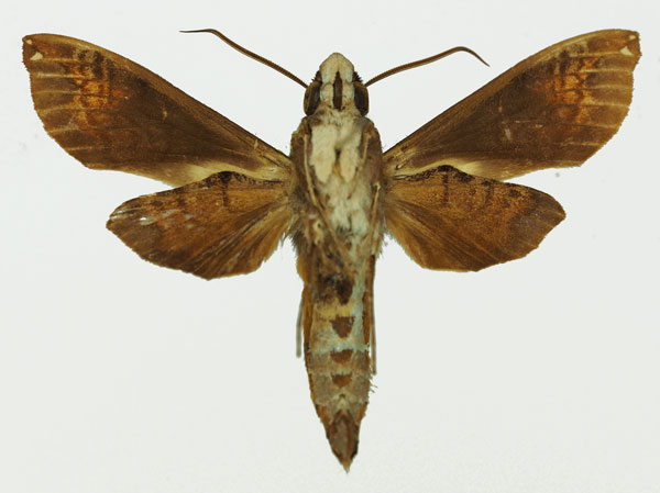 /filer/webapps/moths/media/images/M/maculifera_Antinephele_AM_Basquin_02b.jpg