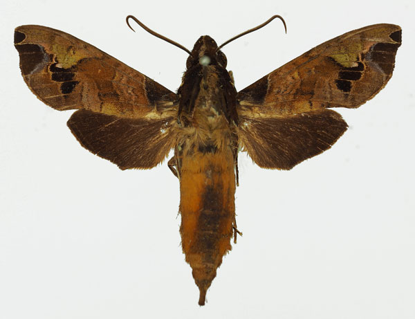 /filer/webapps/moths/media/images/M/maculifera_Antinephele_AM_Basquin_03.jpg