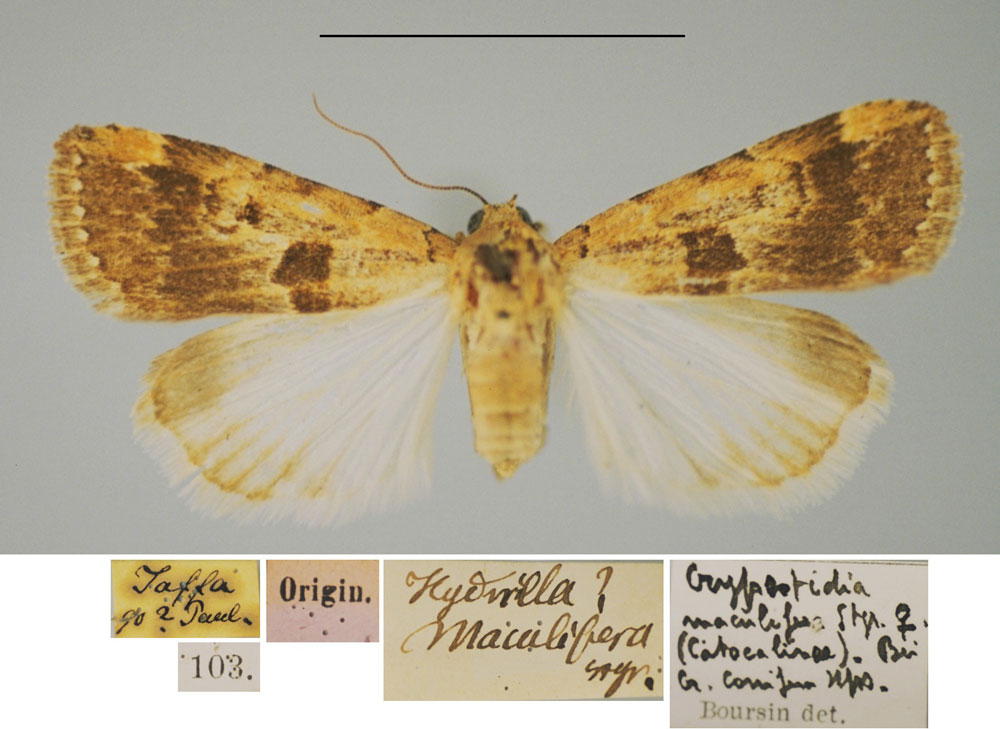 /filer/webapps/moths/media/images/M/maculifera_Hydrilla_LT_ZMHB.jpg