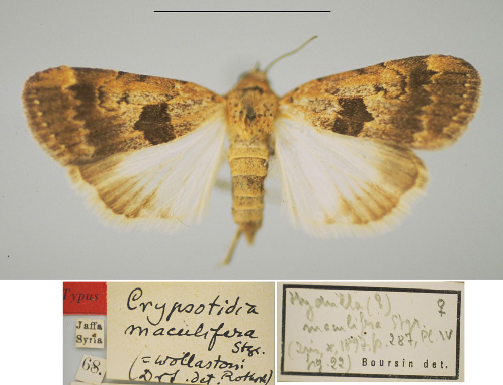 /filer/webapps/moths/media/images/M/maculifera_Hydrilla_PLT_ZMHB.jpg