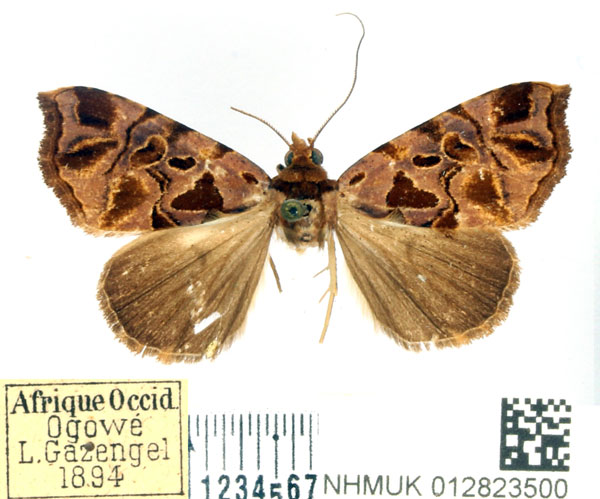 /filer/webapps/moths/media/images/M/maculifera_Marcipa_AF_BMNH.jpg