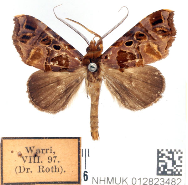 /filer/webapps/moths/media/images/M/maculifera_Marcipa_AM_BMNH.jpg