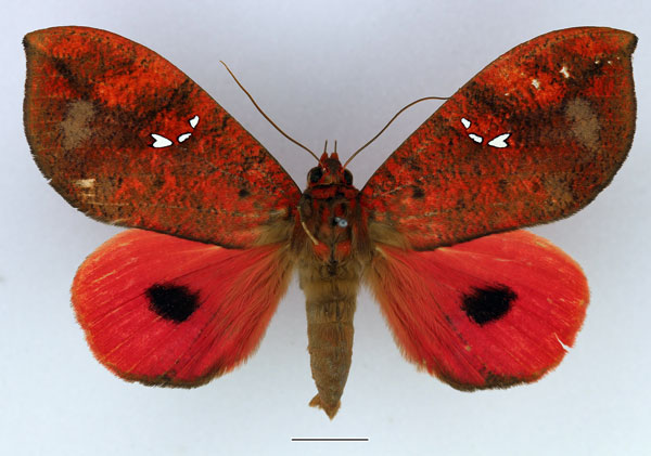 /filer/webapps/moths/media/images/M/maculifera_Miniodes_AF_Basquin.jpg