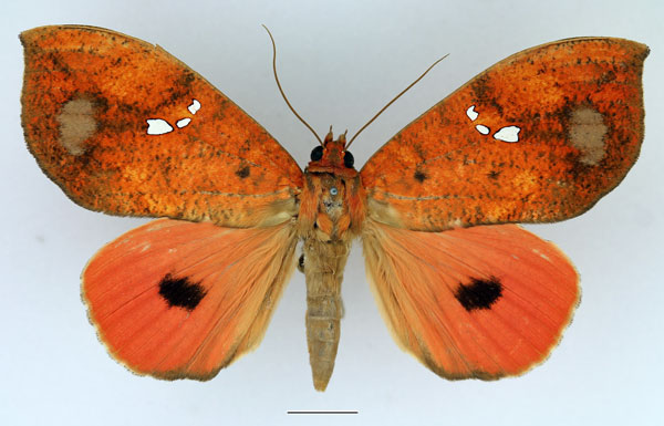 /filer/webapps/moths/media/images/M/maculifera_Miniodes_AM_Basquin_01.jpg