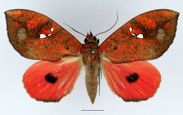 /filer/webapps/moths/media/images/M/maculifera_Miniodes_AM_Basquin_02.jpg