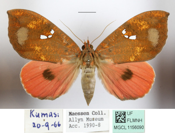 /filer/webapps/moths/media/images/M/maculifera_Miniodes_A_MGCLa_01.JPG