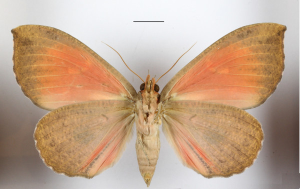 /filer/webapps/moths/media/images/M/maculifera_Miniodes_A_MGCLb_01.JPG