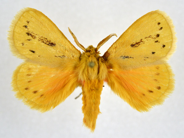 /filer/webapps/moths/media/images/M/maculigera_Laeliopis_AM_NHMO.jpg
