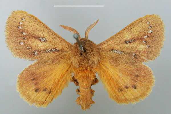 /filer/webapps/moths/media/images/M/maculigera_Laeliopsis_AM_TMSA.jpg