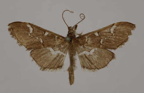 /filer/webapps/moths/media/images/M/maculilinealis_Syllepte_HT_BMNH.jpg