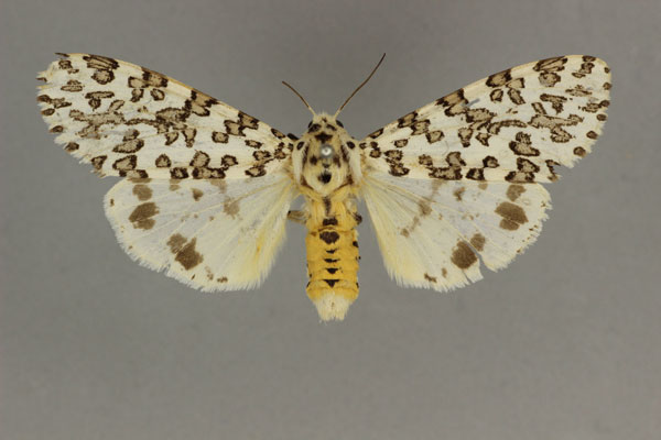 /filer/webapps/moths/media/images/M/maculosa_Alpenus_AF_BMNH.jpg