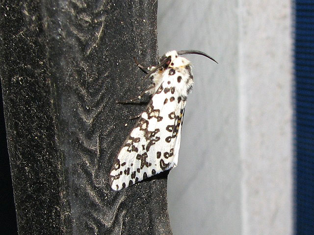 /filer/webapps/moths/media/images/M/maculosa_Alpenus_A_Goff_01.jpg