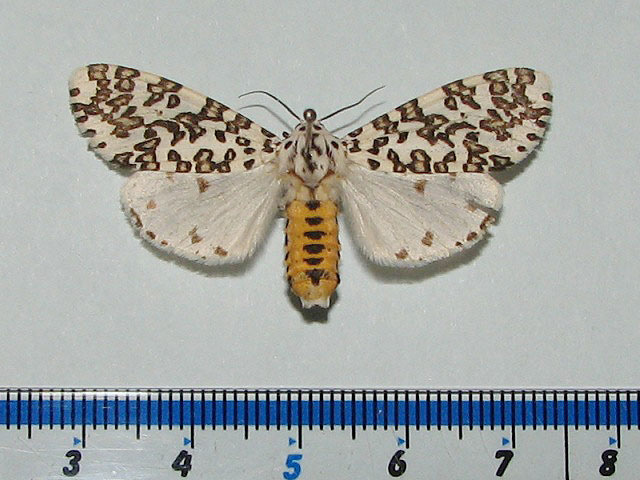 /filer/webapps/moths/media/images/M/maculosa_Alpenus_A_Goff_02.jpg