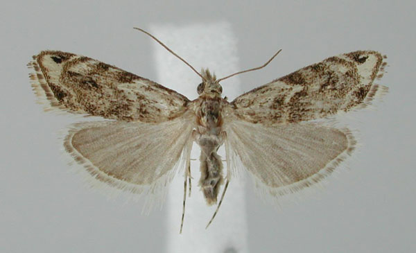 /filer/webapps/moths/media/images/M/maculosa_Glaucocharis_AF_ZMHB.jpg