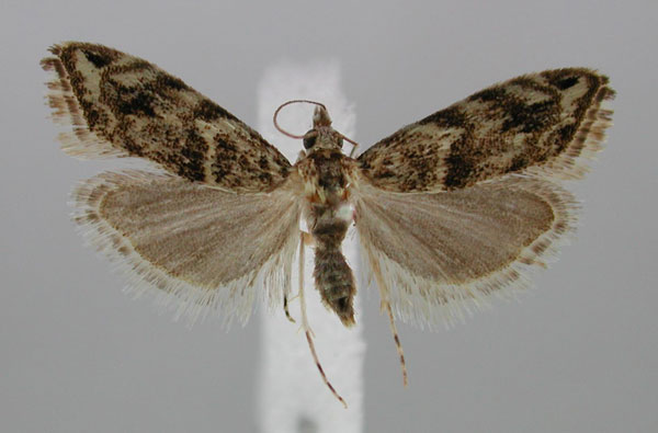 /filer/webapps/moths/media/images/M/maculosa_Glaucocharis_PT_ZMHB.jpg