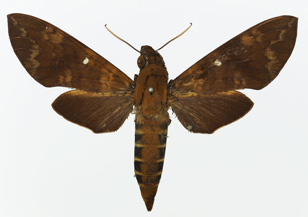 /filer/webapps/moths/media/images/M/maculosa_Nephele_AM_Basquin_01.jpg