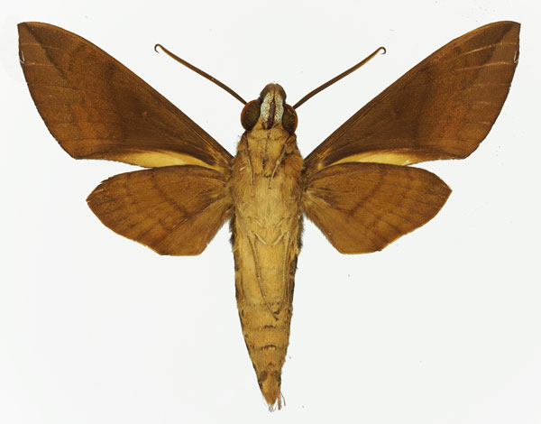 /filer/webapps/moths/media/images/M/maculosa_Nephele_AM_Basquin_02b.jpg