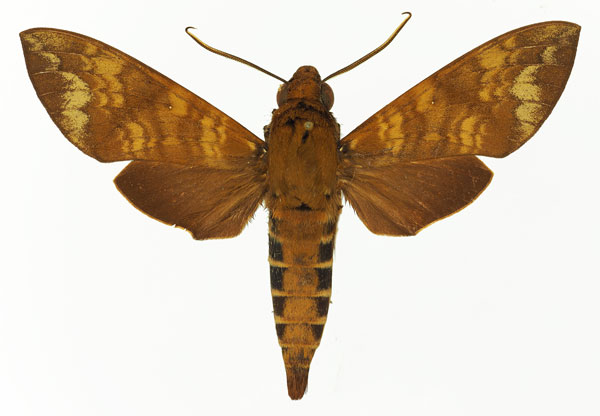 /filer/webapps/moths/media/images/M/maculosa_Nephele_AM_Basquin_03.jpg