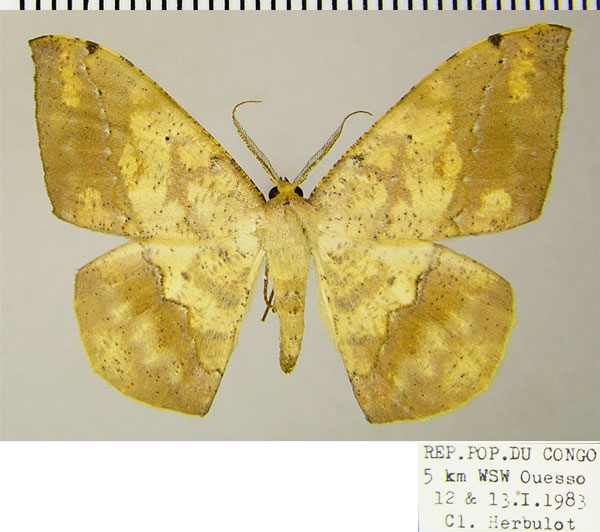 /filer/webapps/moths/media/images/M/maculosata_Epigynopteryx_AM_ZSM.jpg