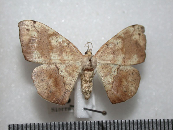 /filer/webapps/moths/media/images/M/maculosata_Epigynopteryx_A_Revell.jpg