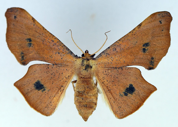 /filer/webapps/moths/media/images/M/maculosata_Xenimpia_AF_TMSA.jpg