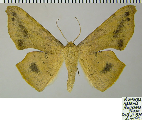 /filer/webapps/moths/media/images/M/maculosata_Xenimpia_AF_ZSM_01.jpg