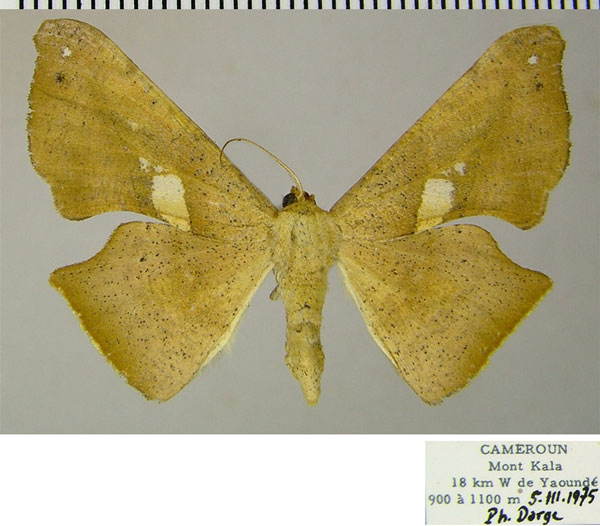 /filer/webapps/moths/media/images/M/maculosata_Xenimpia_AF_ZSM_02.jpg