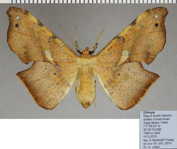 /filer/webapps/moths/media/images/M/maculosata_Xenimpia_AF_ZSM_03.jpg