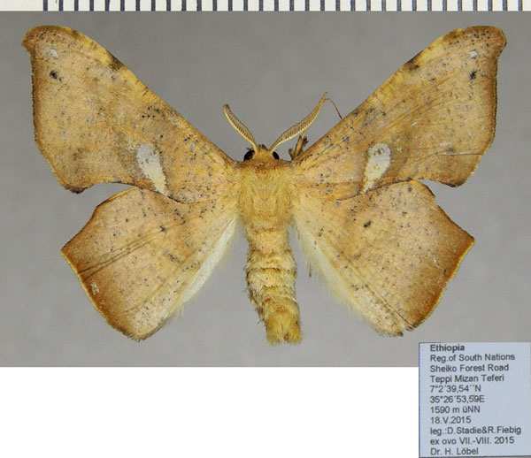 /filer/webapps/moths/media/images/M/maculosata_Xenimpia_AM_ZSM.jpg
