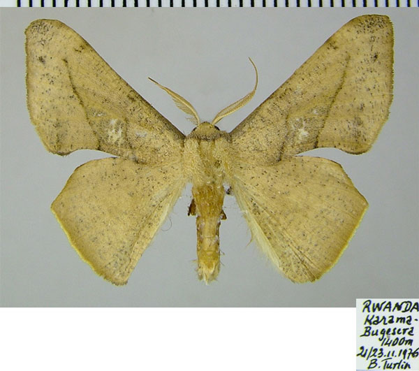 /filer/webapps/moths/media/images/M/maculosata_Xenimpia_AM_ZSMa.jpg