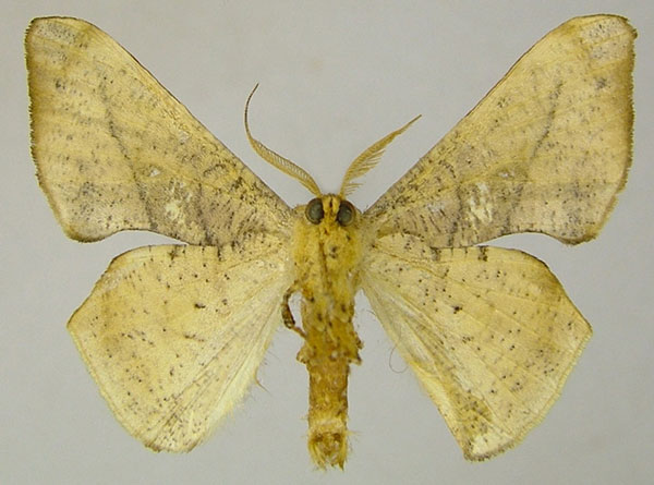 /filer/webapps/moths/media/images/M/maculosata_Xenimpia_AM_ZSMb.jpg