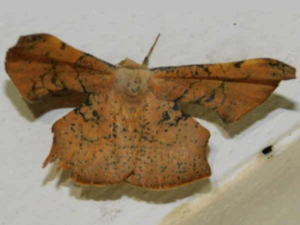 /filer/webapps/moths/media/images/M/maculosata_Xenimpia_A_Grobler_01.jpg