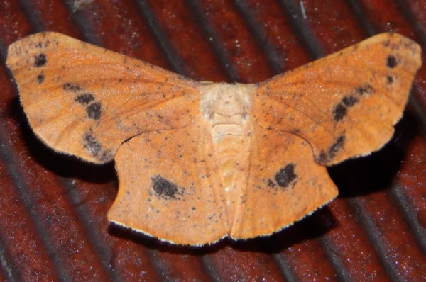 /filer/webapps/moths/media/images/M/maculosata_Xenimpia_A_Grobler_02.jpg