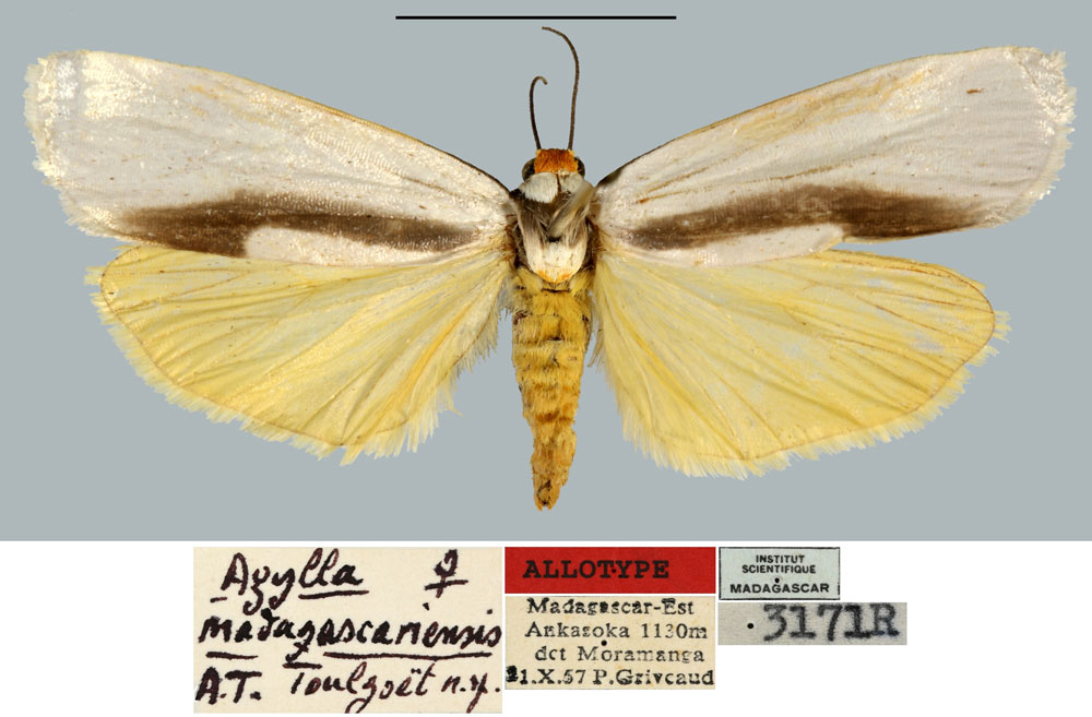 /filer/webapps/moths/media/images/M/madagascariensis_Agylla_AT_MNHN.jpg