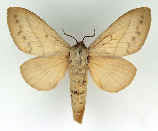 /filer/webapps/moths/media/images/M/madagascariensis_Borocera_AF_Basquin_01.jpg