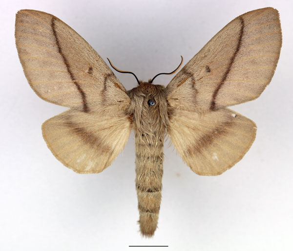 /filer/webapps/moths/media/images/M/madagascariensis_Borocera_AF_Basquin_02.jpg
