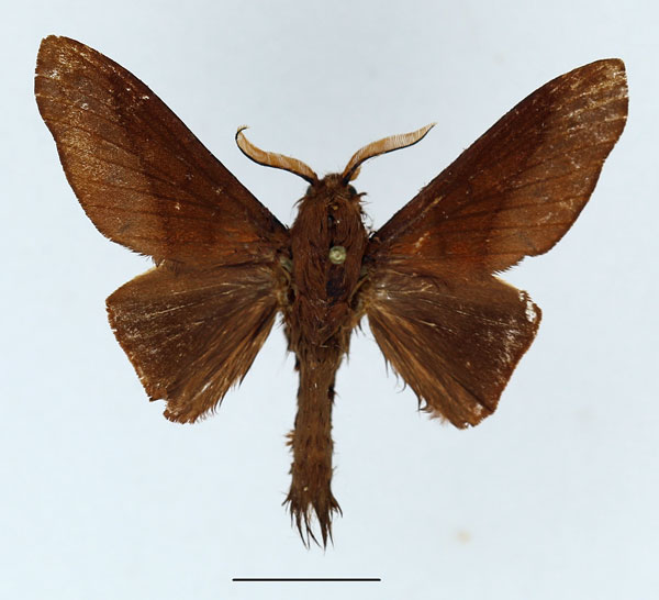 /filer/webapps/moths/media/images/M/madagascariensis_Borocera_AM_Basquin_02.jpg